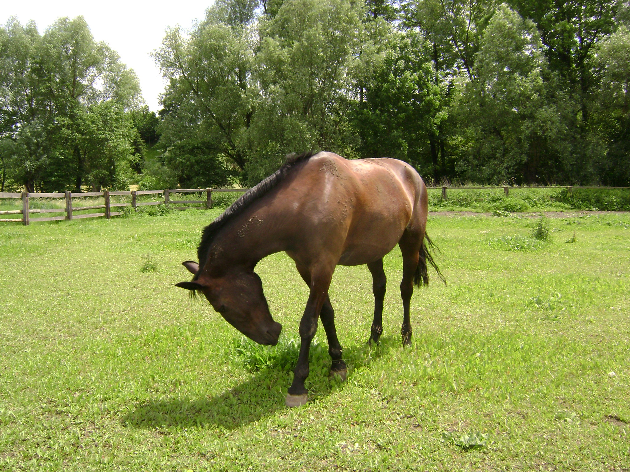 ve výběhu 4