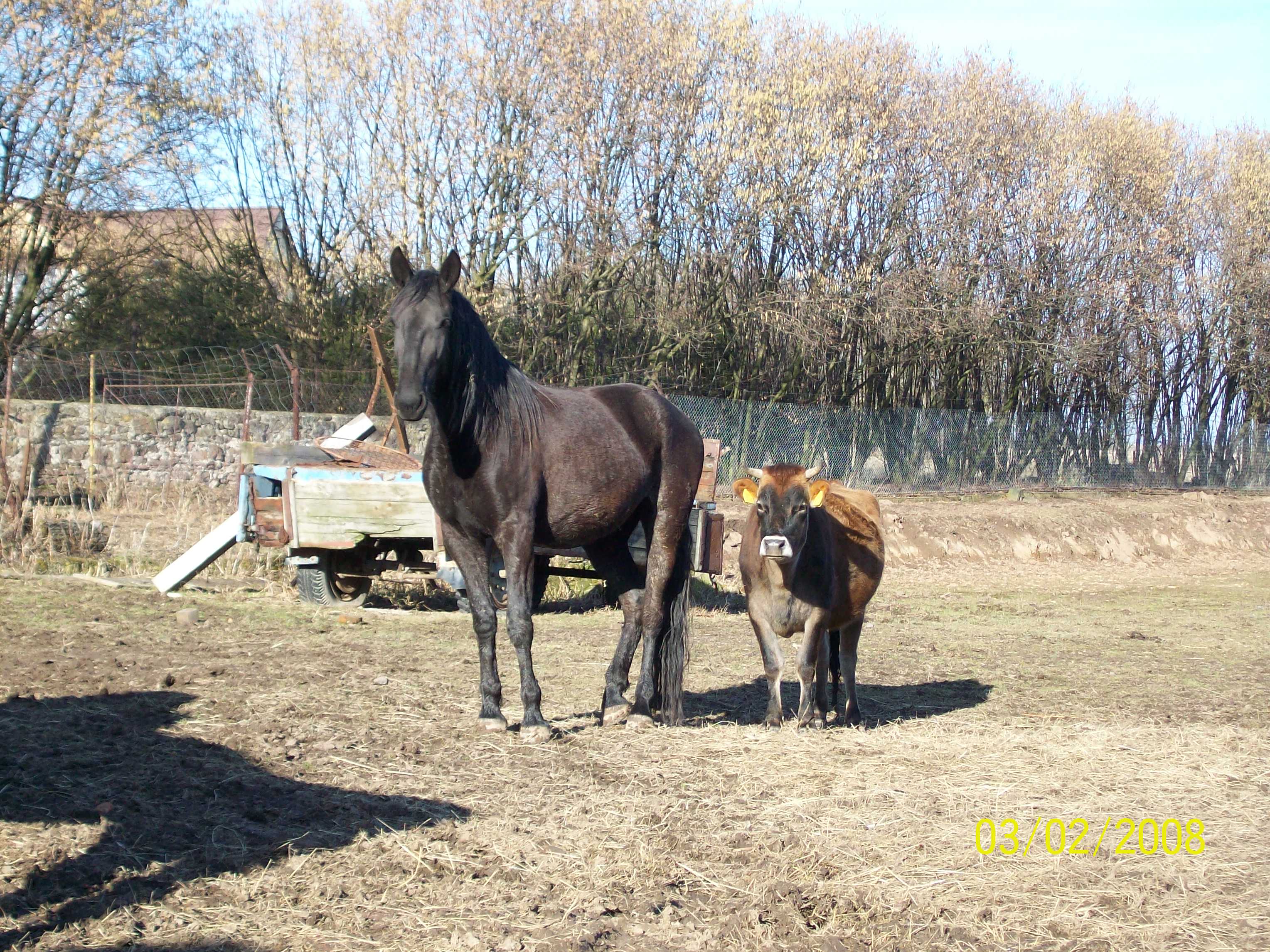 Paverka s Borůvkou (Borůvka je jalovice)